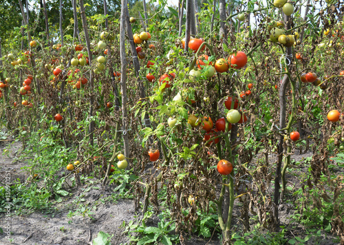 Tomatoes plantation get sick by late blight. Phytophthora infestans is an oomycete that causes the serious tomatoes disease known as late blight or potato blight.