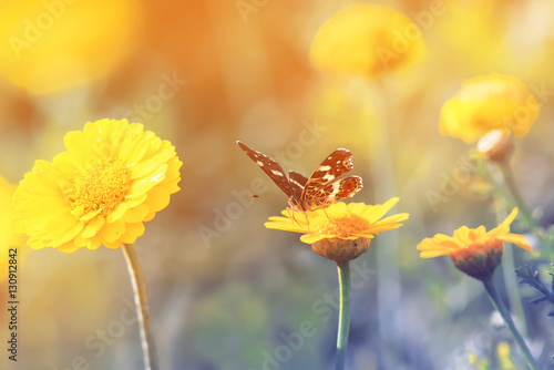 butterfly sitting on a  flower for Sunny summer meadow