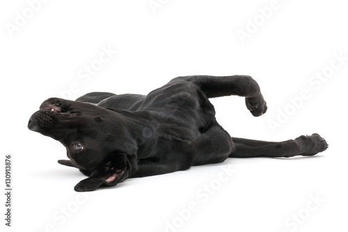 Isolated image of a black female labrador retriever © Danny