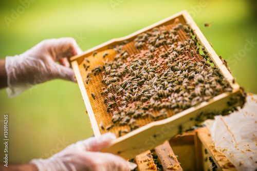 Beekeeper at work