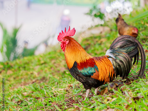 colorful rooster on green nature background