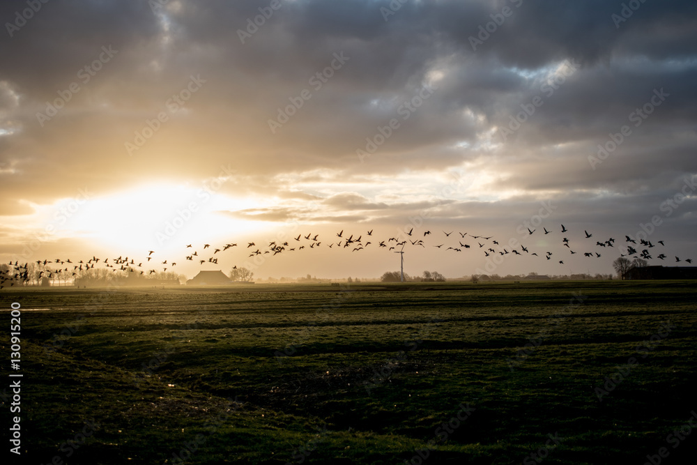 birds flying over the fields in dusk