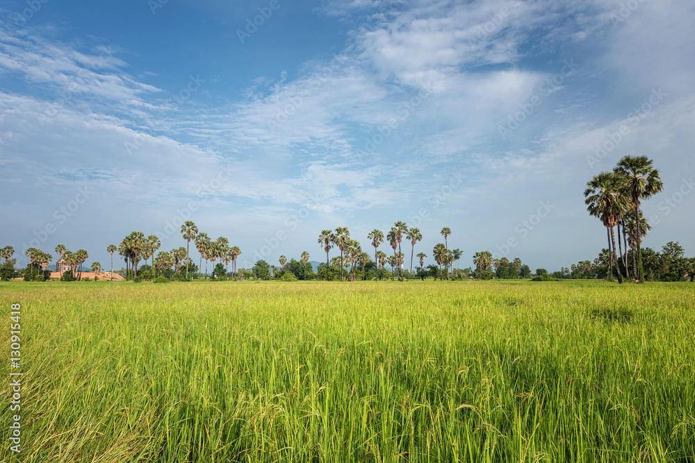 Paddy jasmine rice field with blue sky