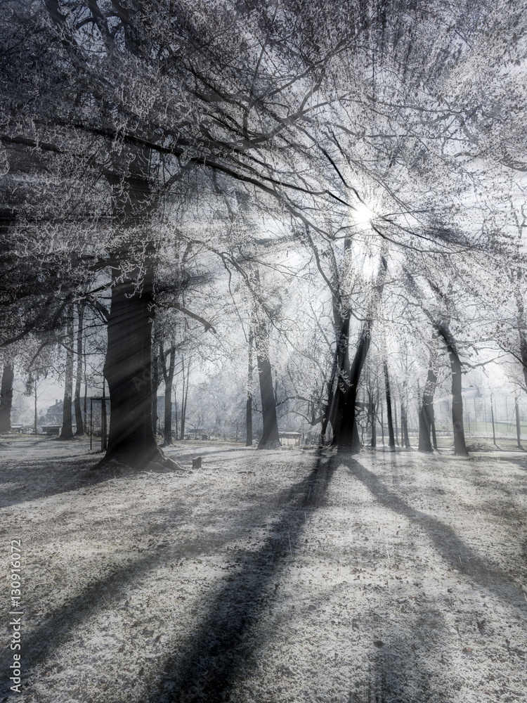 Obraz premium Zimowy las z szronem w podświetlenie