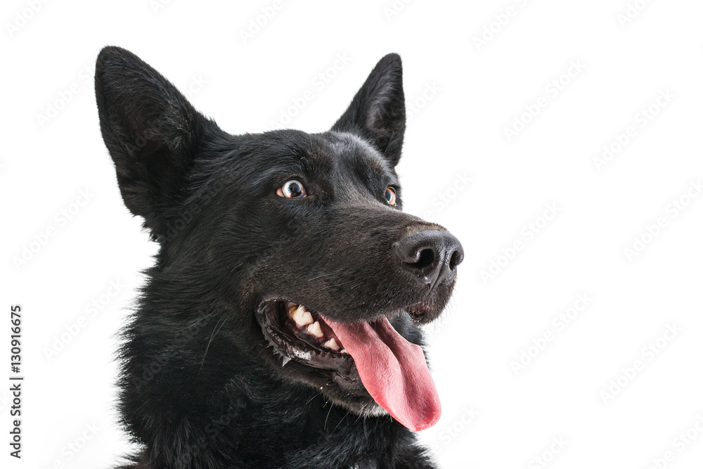 Isolated image of a big black half breed husky