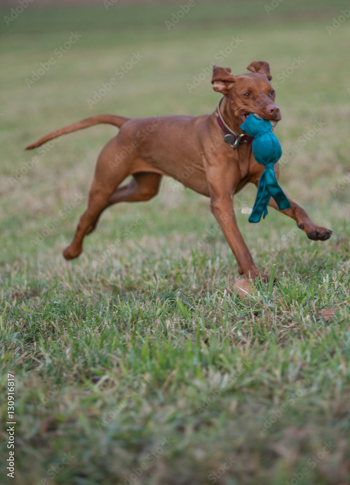 Hundespielzeug