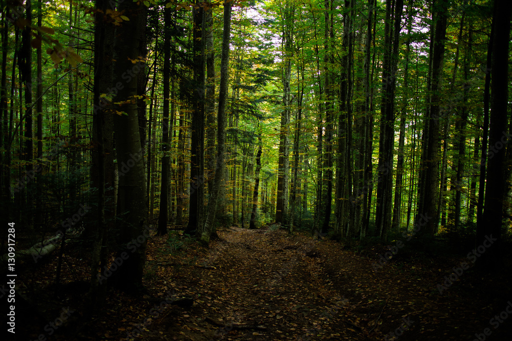 Obraz premium Green forest in Carpathians, autumn 2016