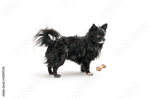Fototapeta Naklejka Na Ścianę i Meble -  Isolated image of a small cute black chihuahua