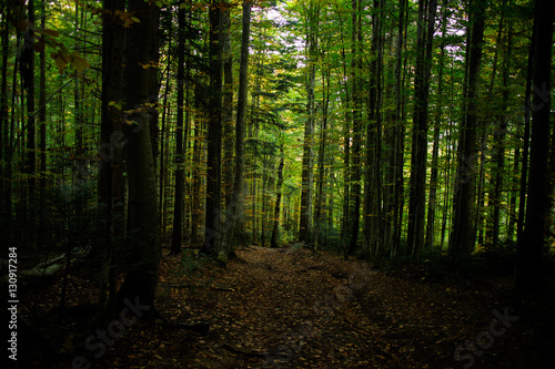 Green forest in Carpathians, autumn 2016