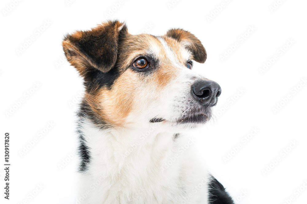 Isolated image of a cute male dog