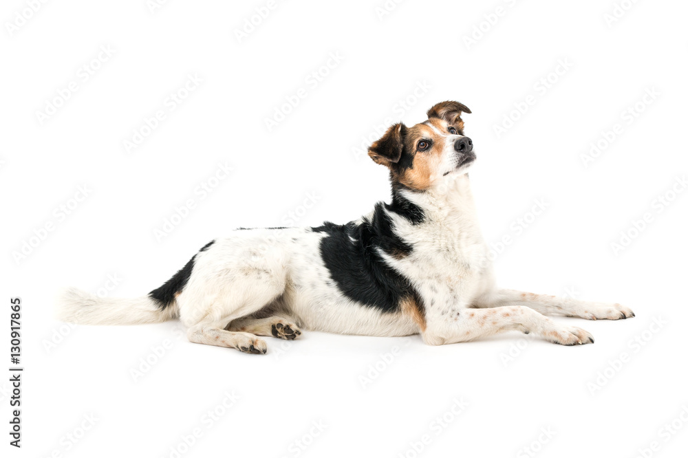 Isolated image of a cute male dog Isolated image of a cute male dog