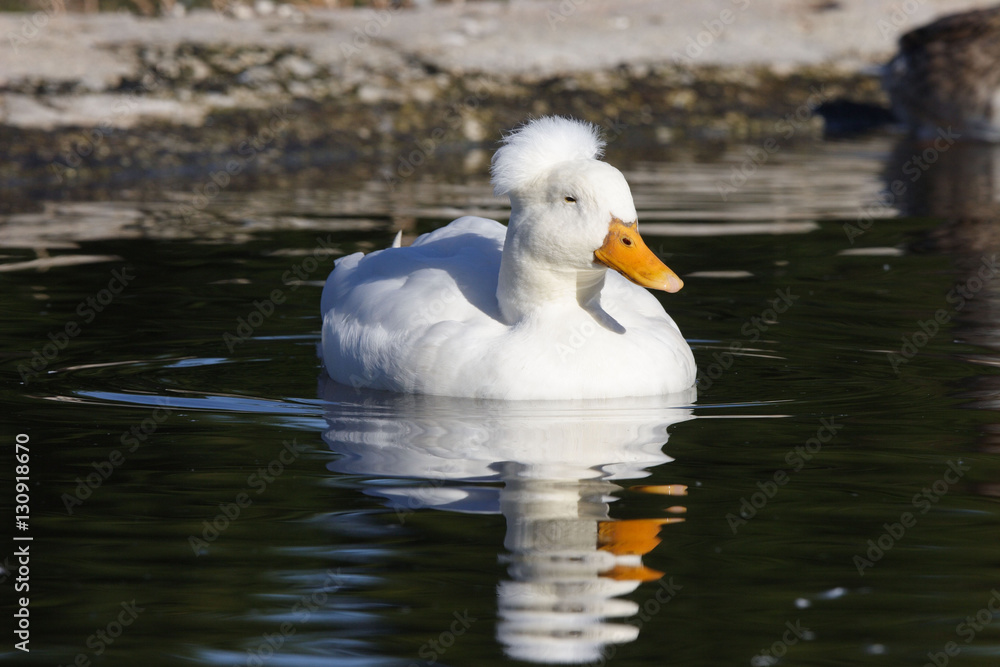 Canard Pompon