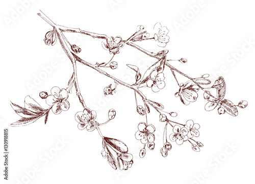 Spring blossom (bloom), branch with flowers (cherry, plum, almonds), hand draw sketch on white background, vintage illustration