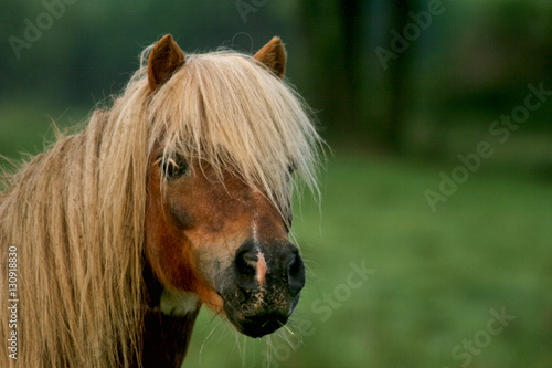 Pony