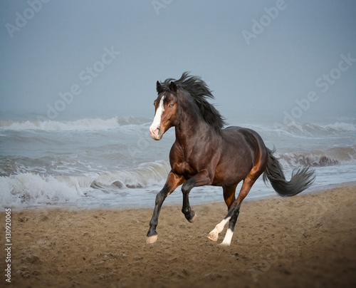 Bay horse running along the beach in the storm