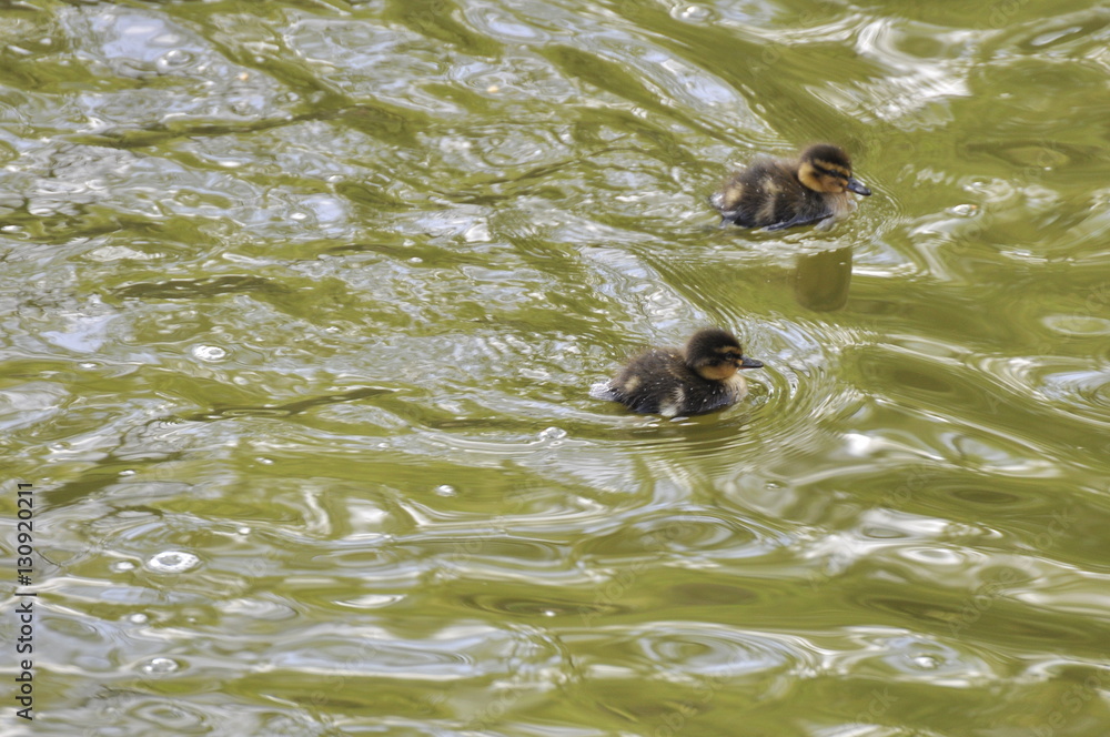 Fototapeta premium two ducklings swimming