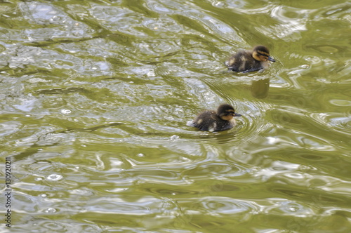 two ducklings swimming