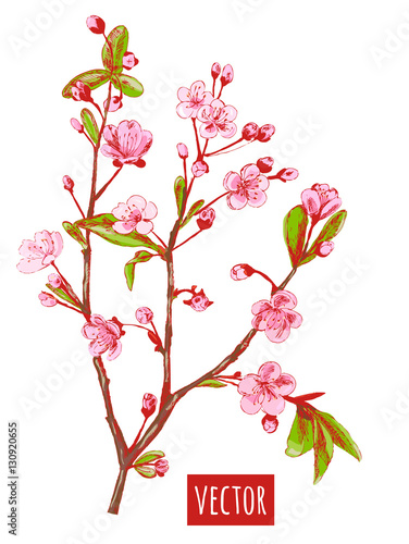 Spring blossom (bloom), branch with pink flowers (cherry, plum, almonds), hand draw sketch, on white background, vector illustration, vintage