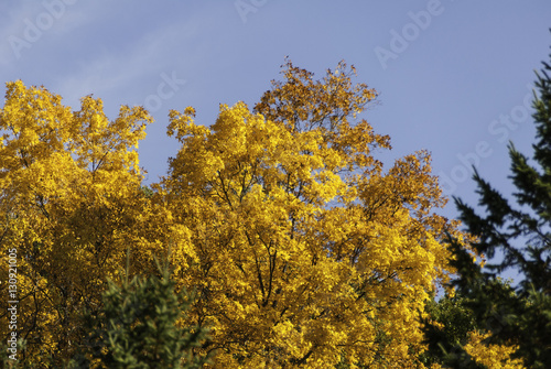 Yellow foliage in fall