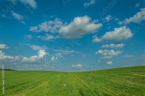 agricultural landscape. the beautiful green field under the blue cloudy sky. shoots of grain crops