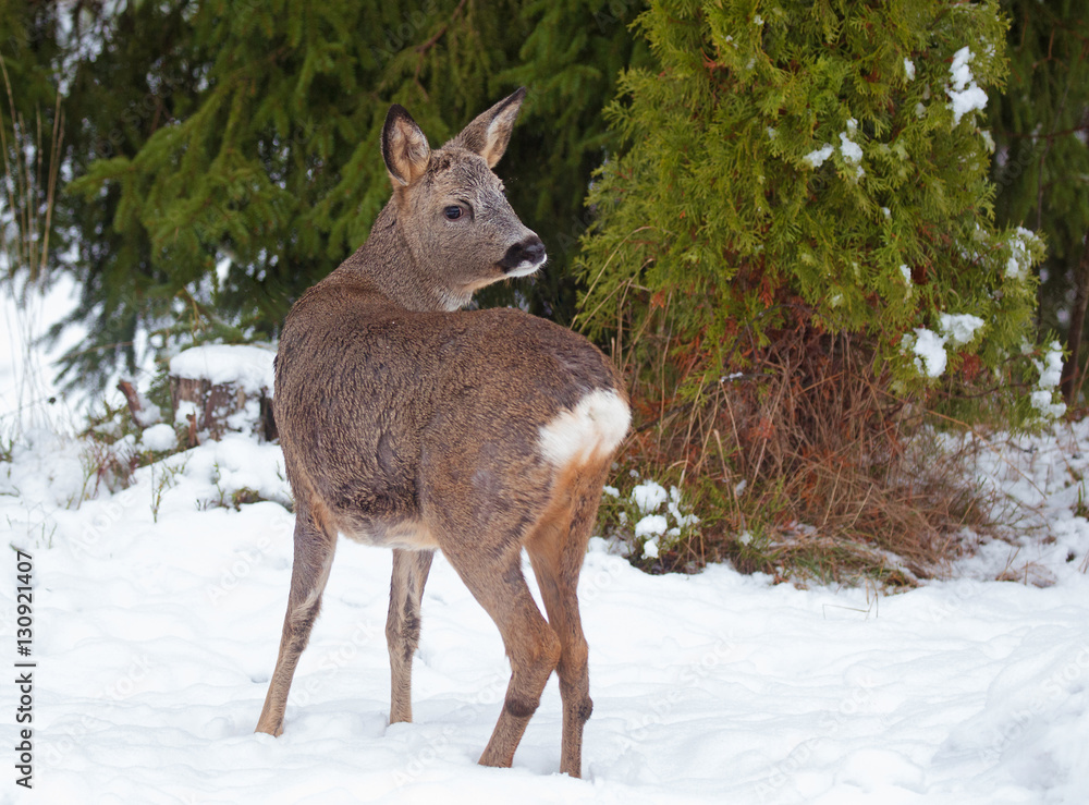 Roe deer (Capreolus capreolus) in the forest environment. Roe deer (Capreolus capreolus) in the forest environment.