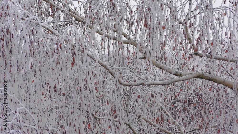 Frozen fog on tree branches resembling icy flowers Frozen fog on tree branches resembling icy flowers