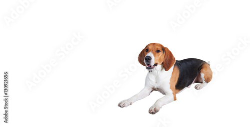 Isolated portrait of a dog that lies on the floor. Beautiful beagle. Free space for advertising animal goods or hunter stuff.