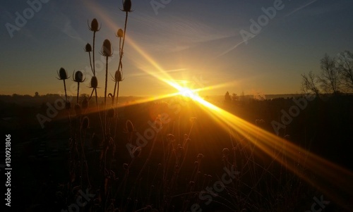 Fototapeta Naklejka Na Ścianę i Meble -  Frostiger Wintermorgen mit Gräsern vor Sonnenaufgang