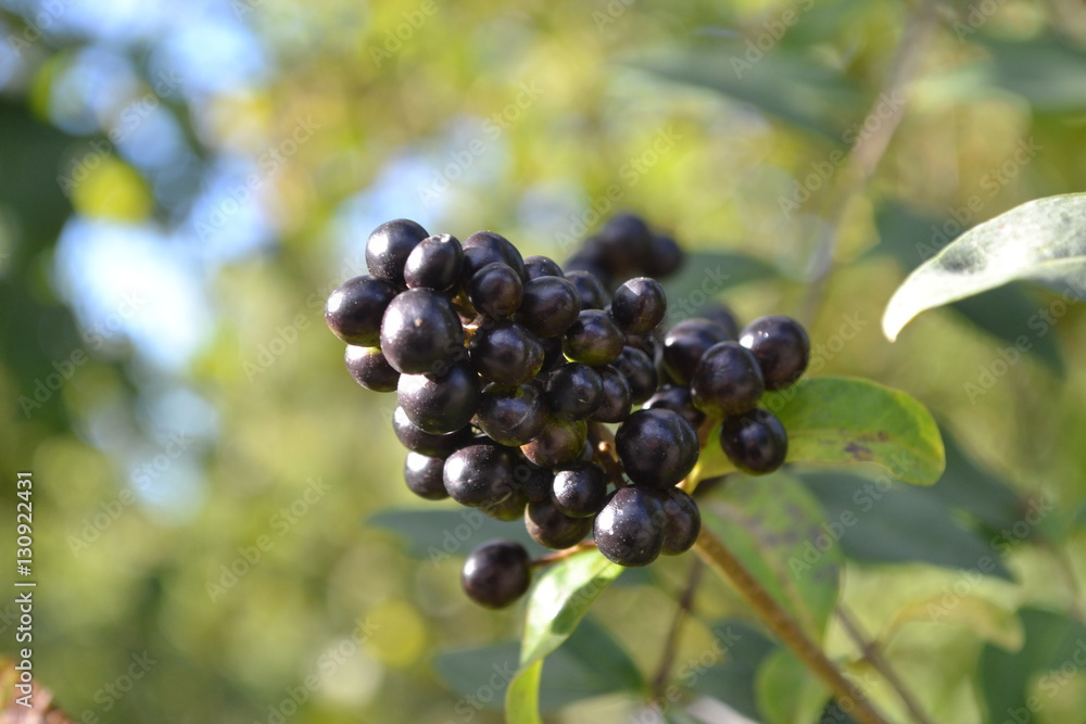 Vogelbeeren in schwarz / Natur / Blätter / Makroaufnahme / Bokeh-Effekt / Pflanzen Vogelbeeren in schwarz / Natur / Blätter / Makroaufnahme / Bokeh-Effekt / Pflanzen