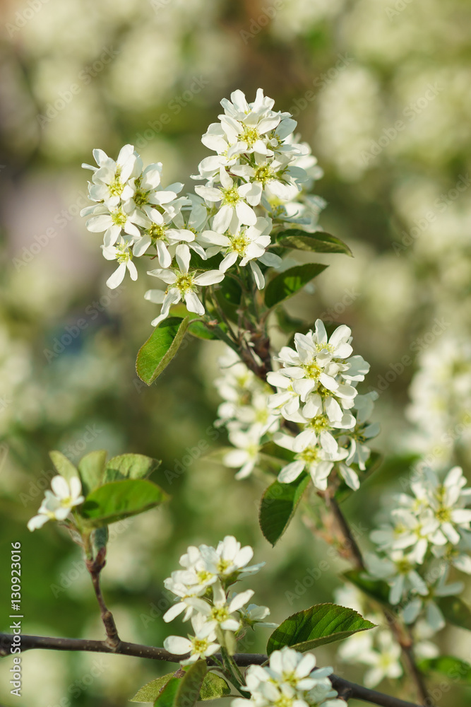 Blooms Irga (lat. Amelanchier) Blooms Irga (lat. Amelanchier)