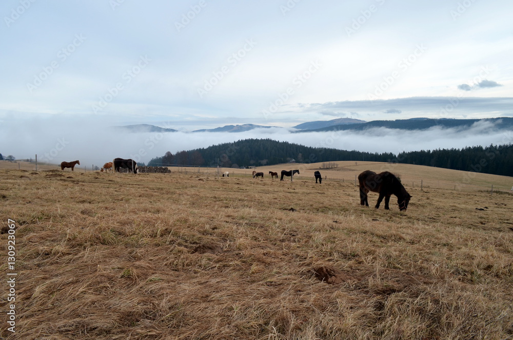 Pferdeweide im Nebel