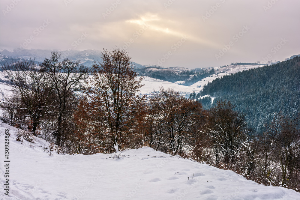 forest in rural area in winter mountains
