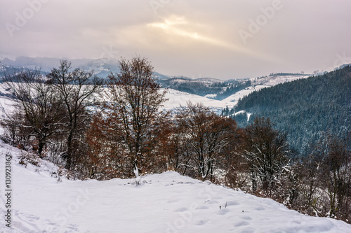 forest in rural area in winter mountains