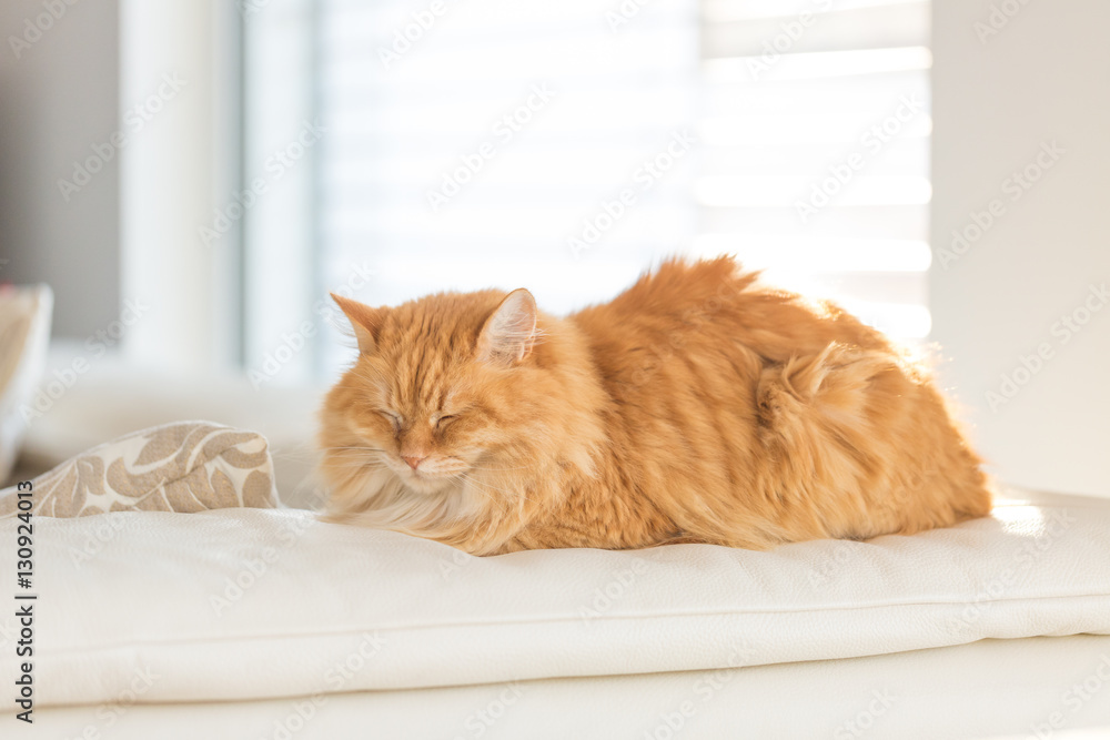 Ginger cat on leather sofa