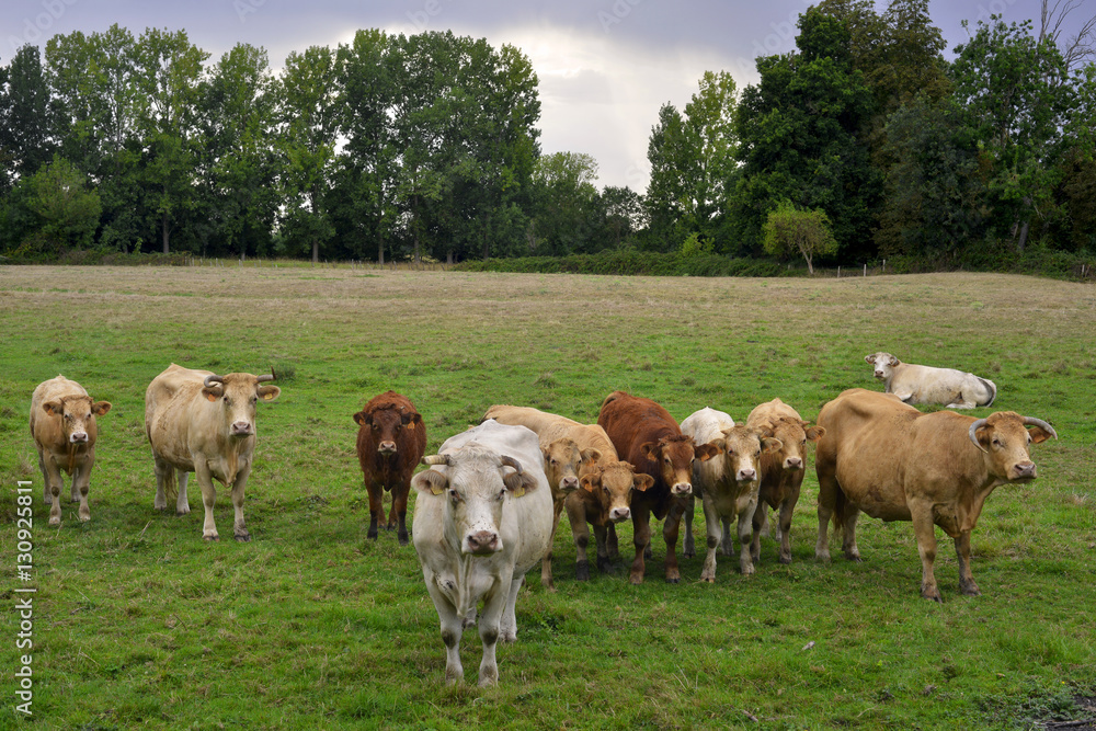 Vaches Charolaises d'avant garde du Marais Poitevin, département de la Vendée en région Pays de la Loire, France