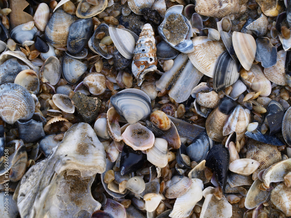 Many seashells background