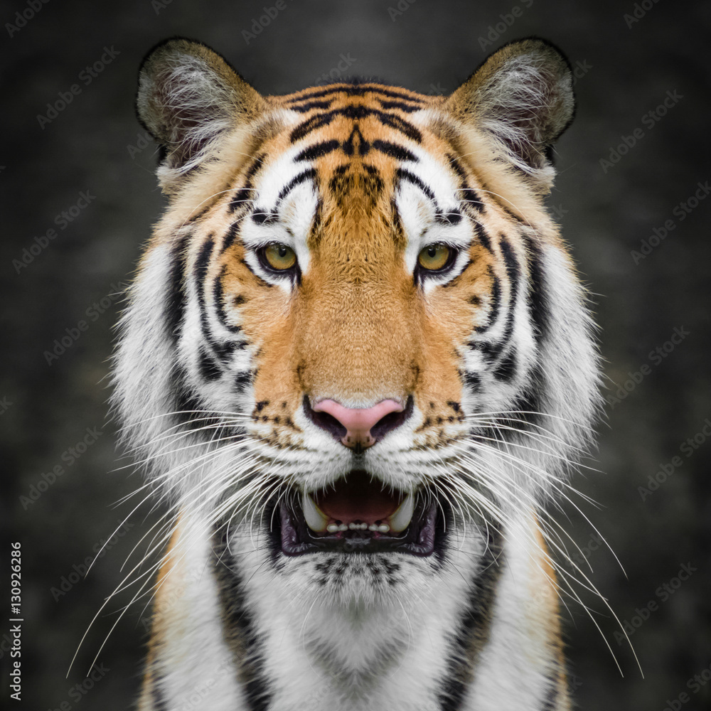 Tiger face close up Tiger face close up
