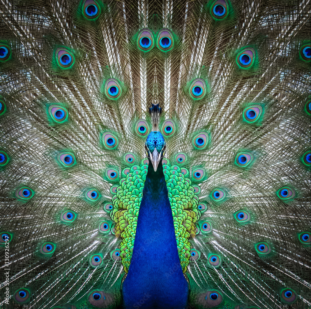 Obraz premium peacock face close up