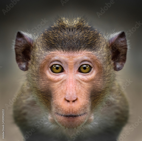 Photography Monkey face close up
