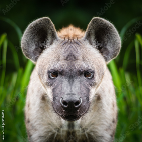 Hyena face close up