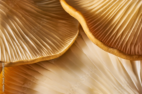 Maitake Mushrooms Cluster photo