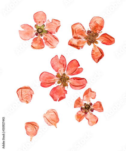 Εκτύπωση καμβά Pressed and dried flowers quince blossom