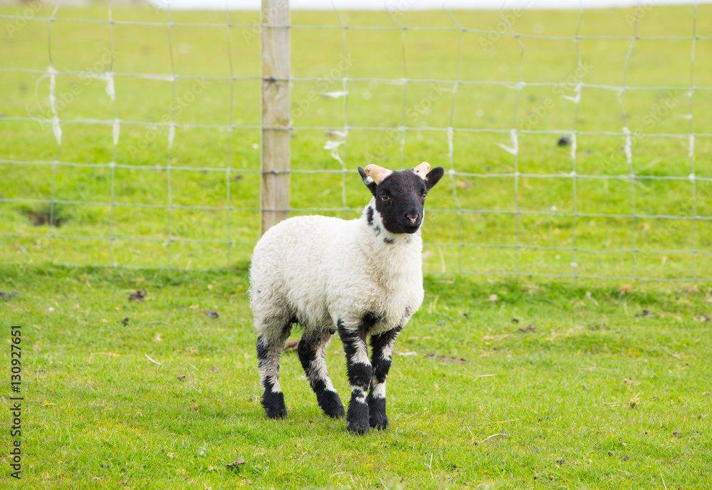 Black face sheep isle of Mull Scotland uk with horns and white and black legs
Black face sheep isle of Mull Scotland uk with horns and white and black legs