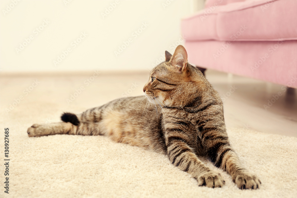 Grey tabby cat lying on beige carpet near sofa