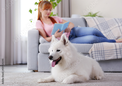 Samoyed dog and relaxing gi...
