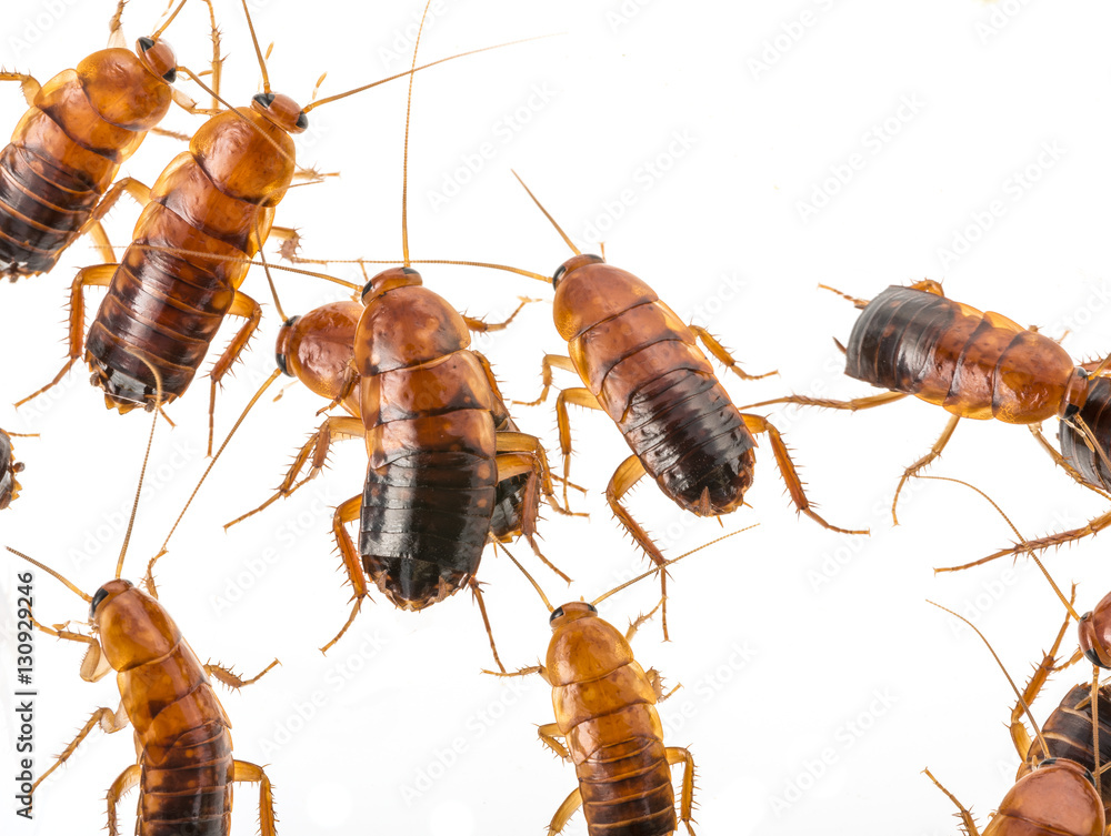 cockroach - Blatta lateralis cockroach - Blatta lateralis