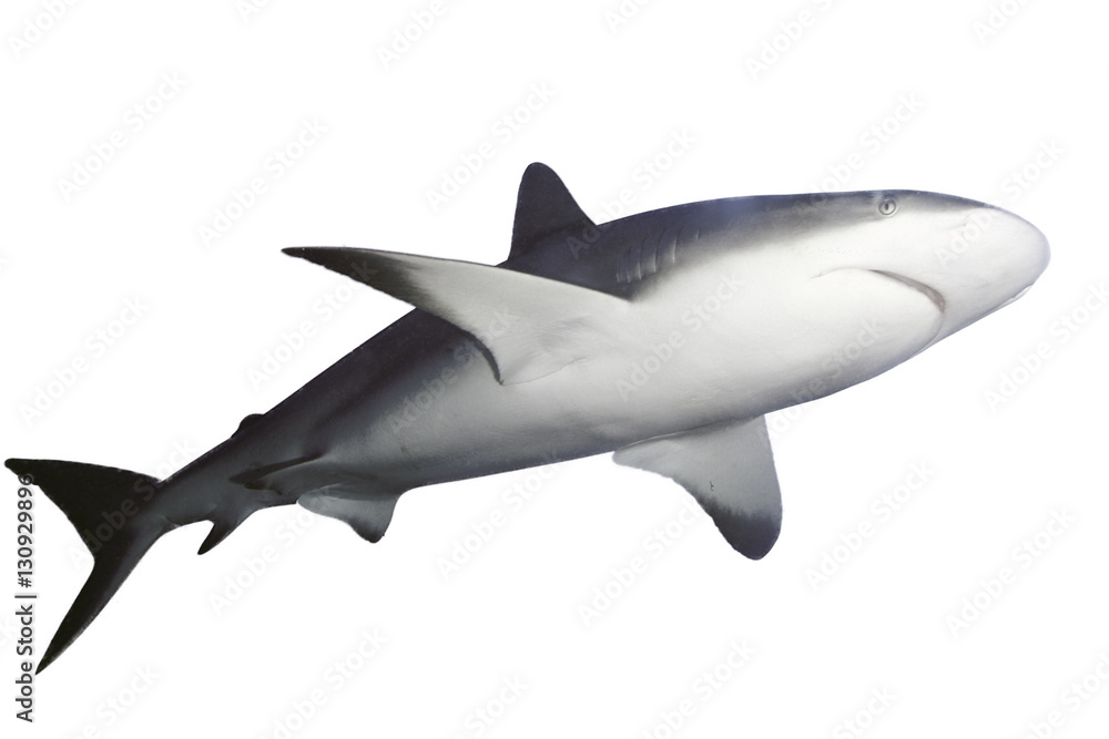 The Caribbean reef shark (Carcharhinus perezii), at the bottom and in black and white