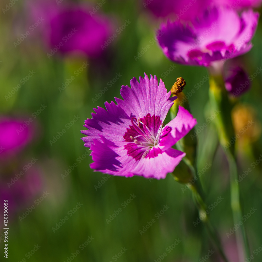 Fototapeta premium carnation flower