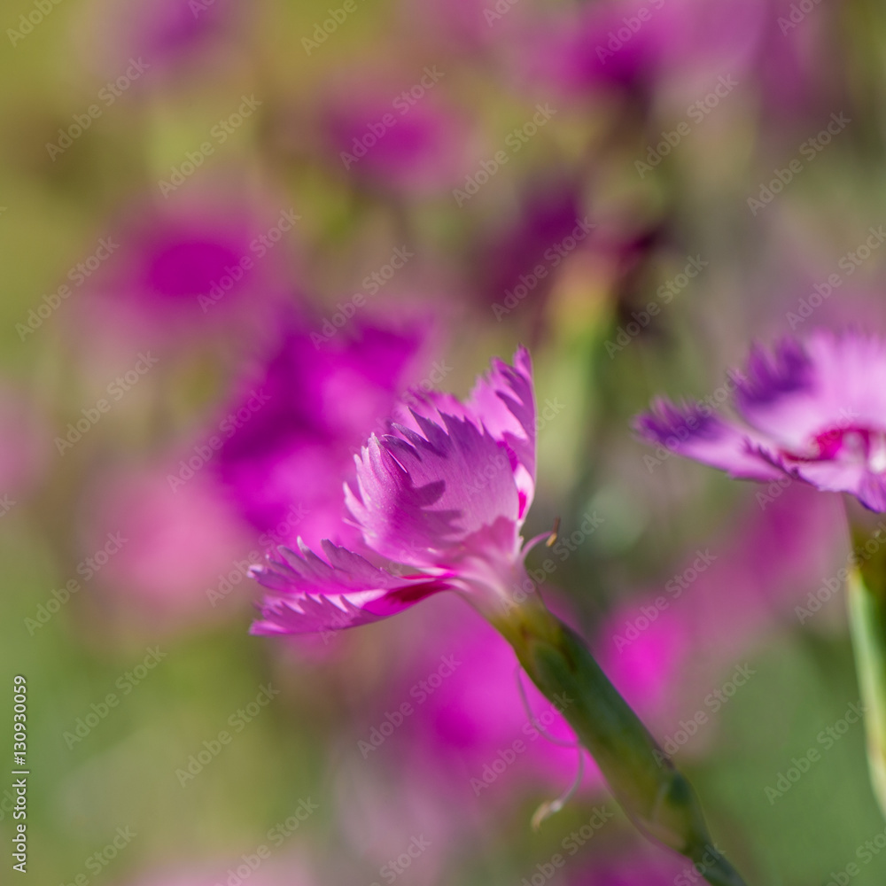 carnation flower