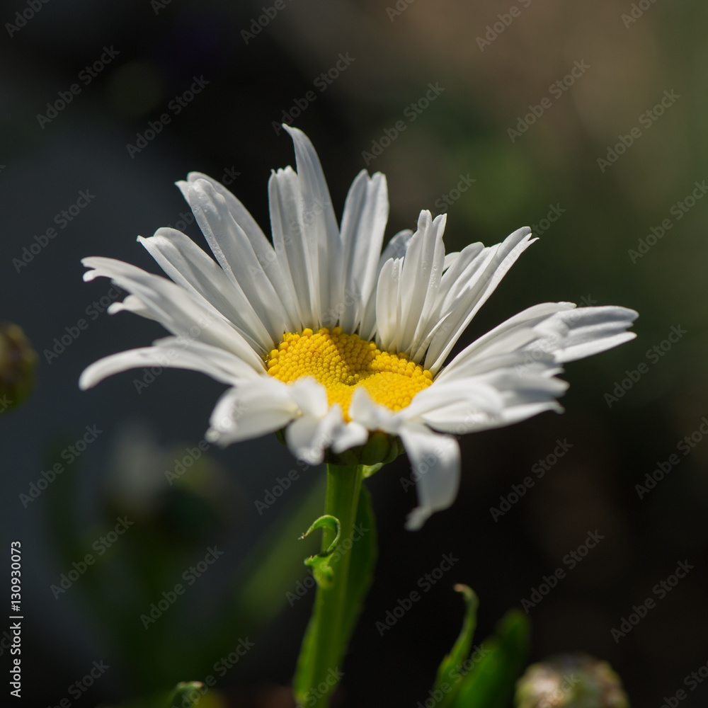 Obraz premium chamomile flower